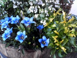リンドウの花