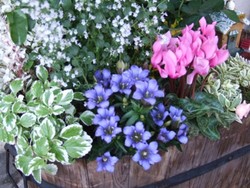 花 はいりました( ^ー^)ノ