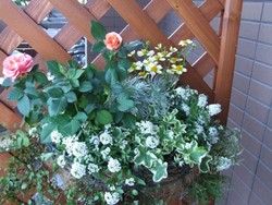 花 はいりました( ^ー^)ノ