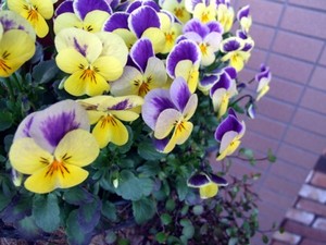 花隊長参上! その4