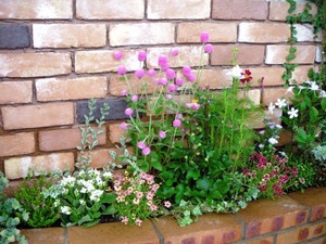 お店の花壇がきれいになりました♪