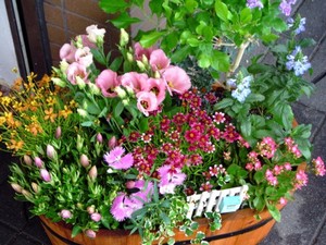 お店の花壇がきれいになりました♪