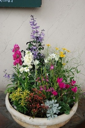 店先の花が綺麗になりました