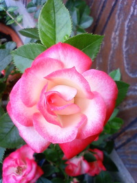 ミニ薔薇