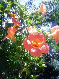 夏の花