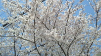 裁判所の桜