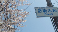 裁判所の桜