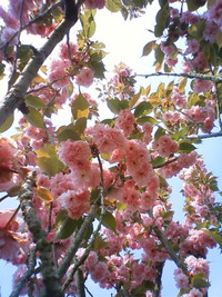 成長したなぁ〜。 娘と桜。