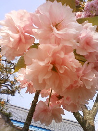 成長したなぁ〜。 娘と桜。