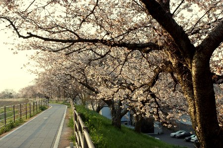 「旧草津川」の桜と、草津本陣の町並み