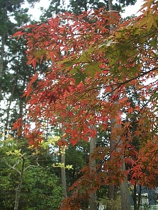 「東方山安養寺」の紅葉と庭園