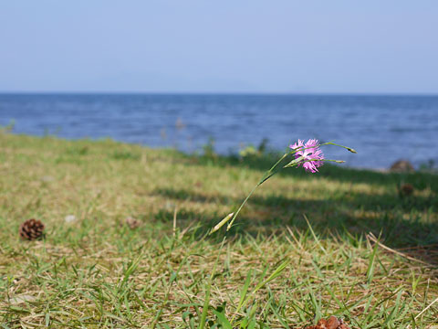 琵琶湖っぺりの花子さんと今日のチラシ
