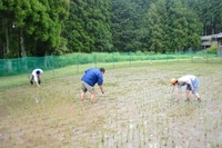 風結い田んぼのそれから・・・