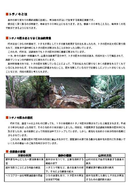 県下最大のトチノキ巨木見学会