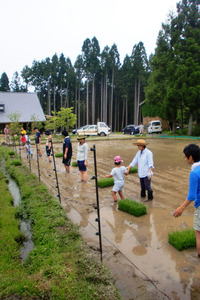 田植え