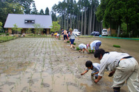田植え