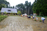 田植え