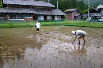 田んぼの草取り