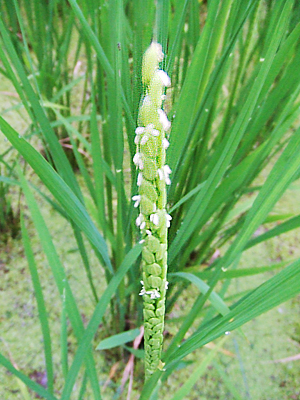 稲の花