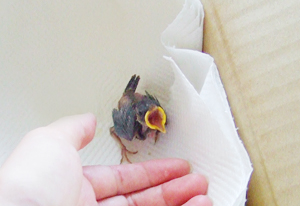 ひな日記