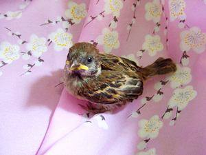 すっかりすずめです。