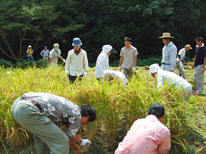 麦の家 抜穂祭