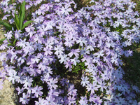 風結い 花ざかり