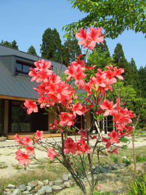 風結い 花ざかり