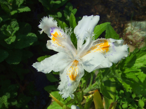 風結い 花ざかり