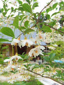 やまぼうしの花