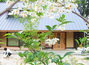 やまぼうしの花