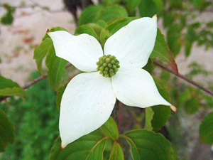 やまぼうしの花