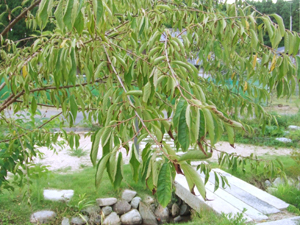 風結いの桜の木