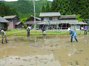 代掻きと田植え体験 開催しました!
