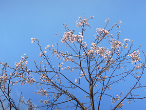 風結いの桜が咲きました!