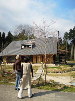 風結いの桜が咲きました!