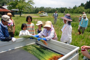 ちまきづくり体験① 熊笹・いぐさ採り
