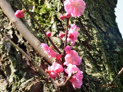 梅2