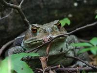 ガマの油