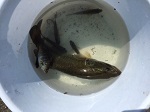 外来魚釣りブラックバス 外来魚釣りブラックバス
