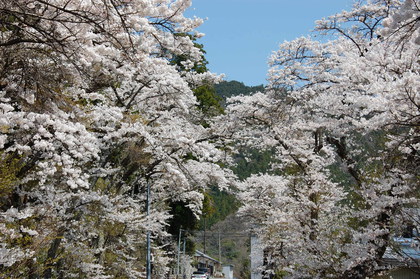 例年より１０日以上遅い桜の開花