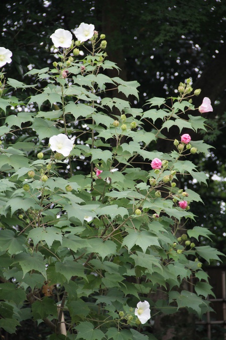 白芙蓉の 白きより 白きはなし。。。