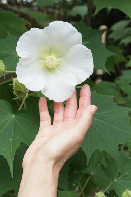 白芙蓉の 白きより 白きはなし。。。
