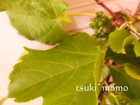 道端でつんだ草で作りました♪