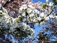 京都の桜と演奏会
