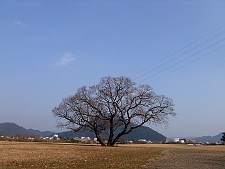 写真拡大