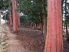 写真拡大
