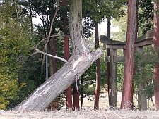 写真拡大