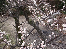 写真拡大