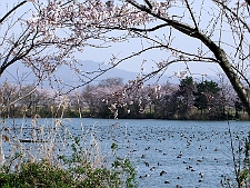 写真拡大